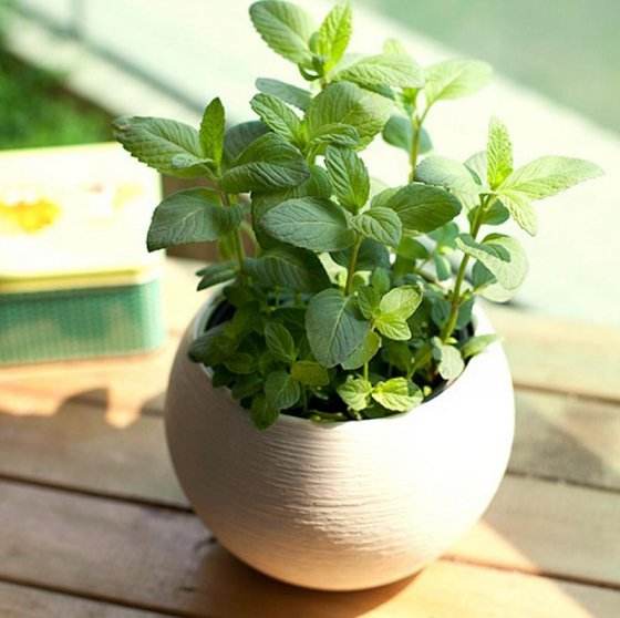 辦公室綠色植物